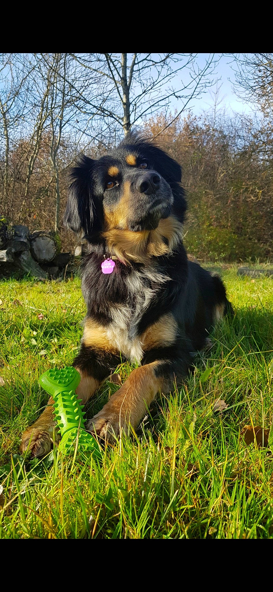 Lilou a rejoint le concours — aidez-le/la à gagner de superbes lots ! australian_shepherd, canidae, carnivore, companion_dog, dog, dog_breed, english_shepherd, grass, hovawart, mammal, puppy, rare_breed_dog, sporting_group, vertebrate