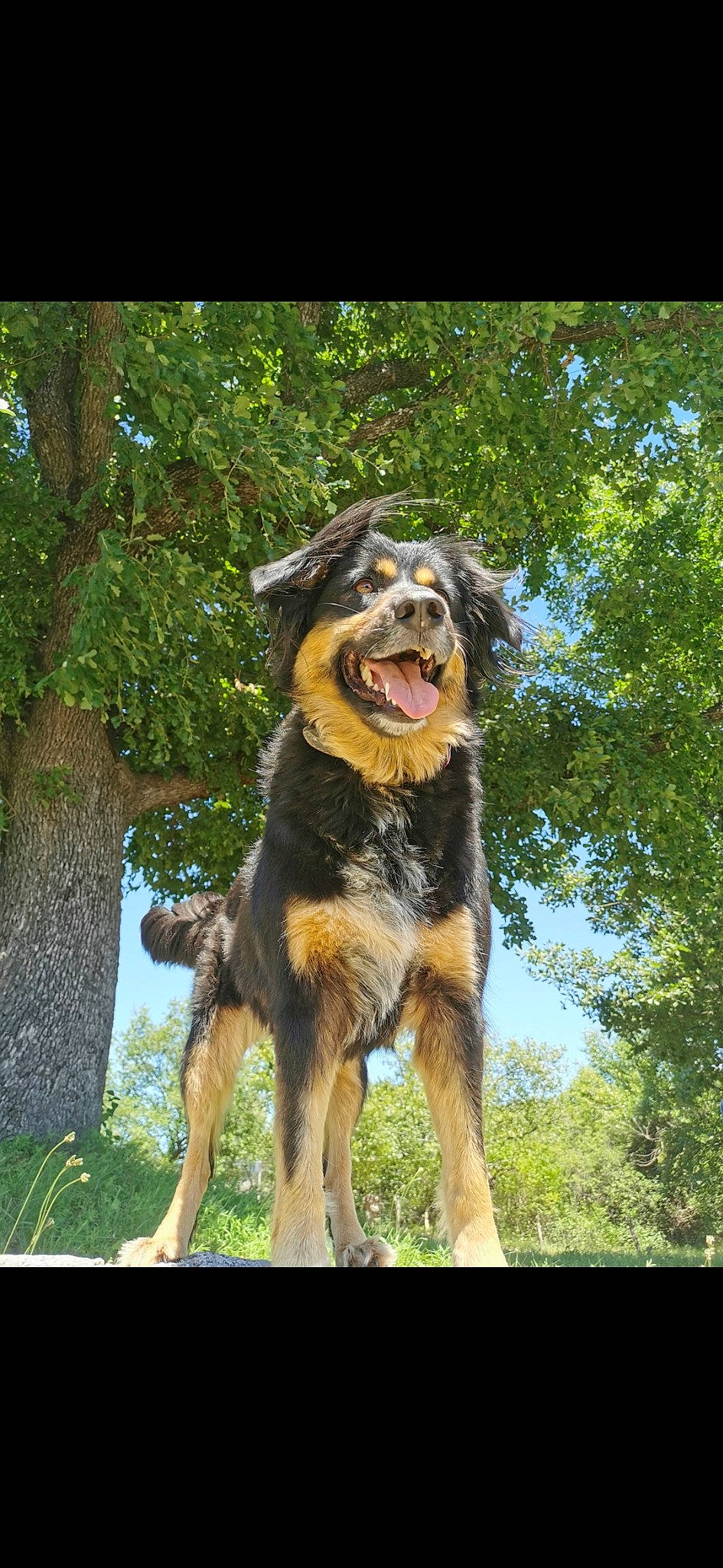 Lilou a rejoint le concours — aidez-le/la à gagner de superbes lots ! ancient_dog_breeds, australian_shepherd, canidae, carnivore, companion_dog, dog, dog_breed, english_shepherd, fawn, giant_dog_breed, hovawart, mammal, rare_breed_dog, sporting_group, vertebrate, working_dog