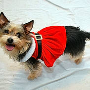 Gypsy is registered to the contest to win money with this photo: buckle, costume, cute, dog, ears, festive, fur, holiday, looking_up, pet, red_dress, santa_dress, small_dog, smiling, standing, studio_shot, tail, terrier, tongue_out, white_background