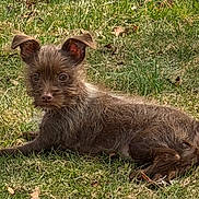 Daisy joined the competition — help win amazing prizes! dog, puppy, grass, outdoor, animal, pet, fur, ears, cute, laying_down, sunlight, nature, brown_fur, small_dog, alert, relaxed, canine, mammal, young, playful