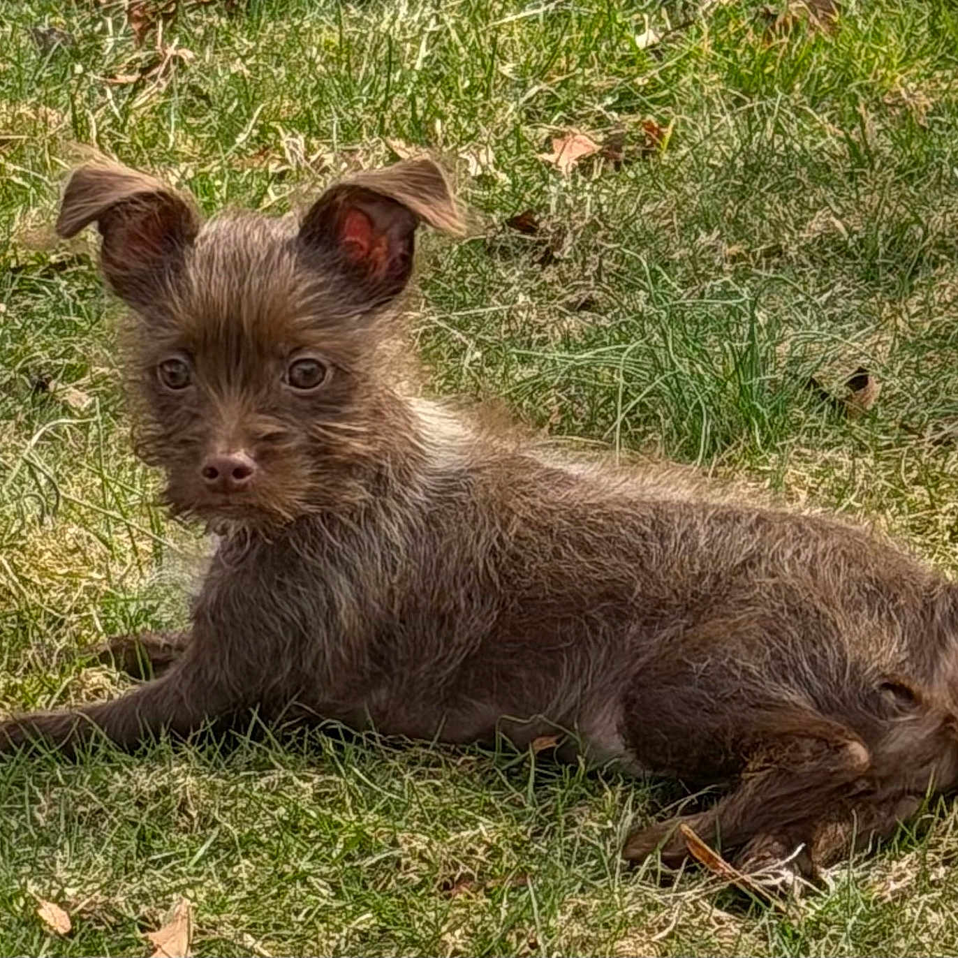 Daisy joined the competition — help win amazing prizes! dog, puppy, grass, outdoor, animal, pet, fur, ears, cute, laying_down, sunlight, nature, brown_fur, small_dog, alert, relaxed, canine, mammal, young, playful