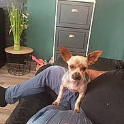 Tyson participe au concours pour gagner de l'argent avec cette photo : dog, small_dog, pet, person, lap, couch, living_room, furniture, toy, plant, cabinet, hand, floor, black_leather, ears, brown_dog, blue_pants, casual_clothing, relaxing, indoor