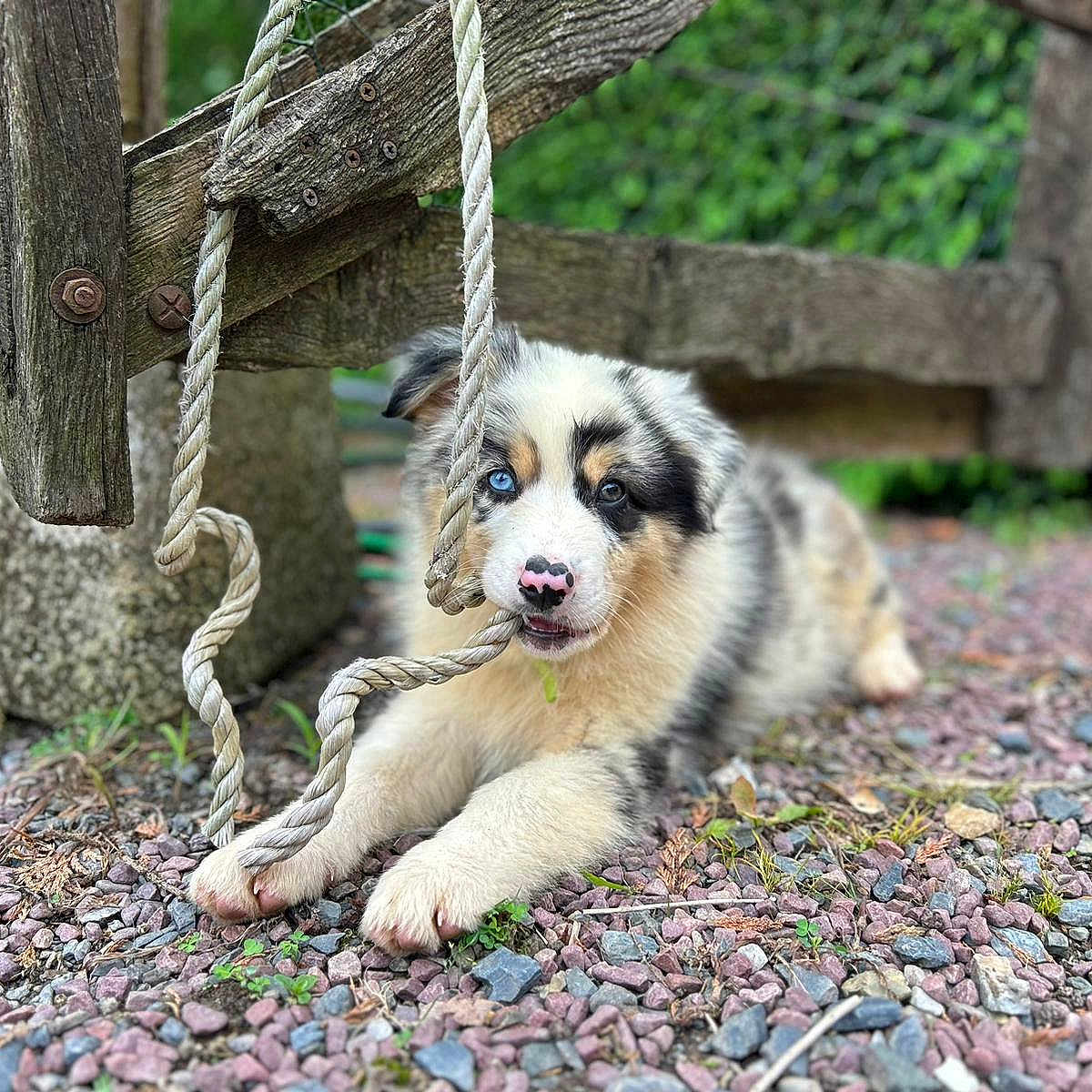 Vodoo participe au concours pour gagner de l'argent avec cette photo : animal, ball, canine, dog, football, grass, husky, nature, outdoors, pebble, pet, plant, playarea, puppy, road, rock, slate, vegetation, wood, zoo