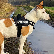 Athoss a rejoint le concours — aidez-le/la à gagner de superbes lots ! dog, harness, best_friend, muddy_path, puddle, grass, field, forest, outdoor, nature, canine, pet, standing, side_view, ears, white_and_brown, quiet, daylight, rural, animal