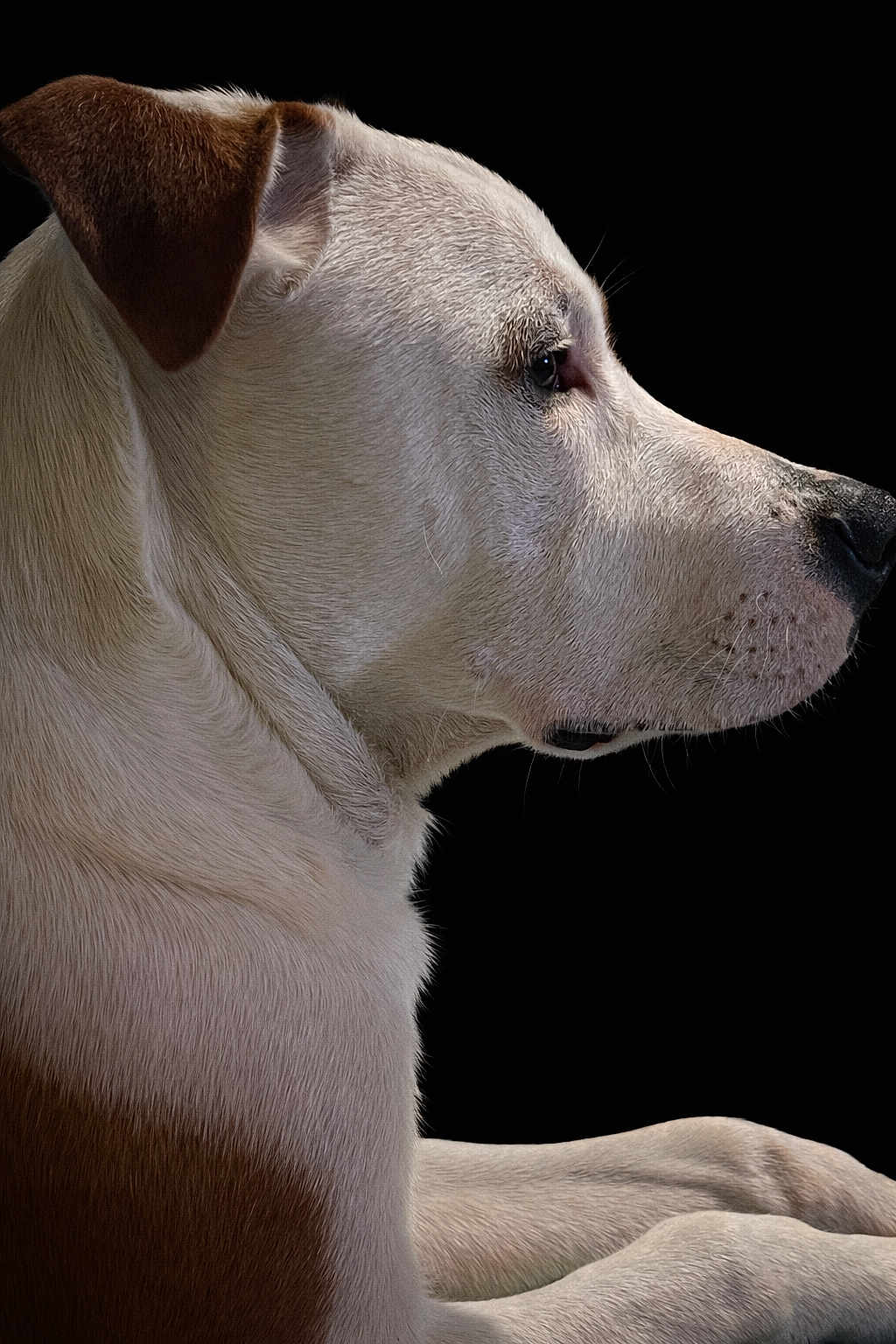 Athoss a rejoint le concours — aidez-le/la à gagner de superbes lots ! dog, canine, pet, animal, white_fur, brown_fur, profile, portrait, close_up, fur, paw, snout, ear, calm, domestic_animal, mammal, black_background, side_view, quiet, still_life