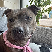 Esme participe au concours pour gagner de l'argent avec cette photo : dog, brindle, pink_bandana, close_up, indoor, woven_chair, plant, window, outdoor_furniture, black_and_white_dog, pet, canine, companion, animal, cute, portrait, domestic, friendly, relaxed, seated