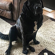Opi is registered to the contest to win money with this photo: dog, black_dog, pet, indoor, carpet, bone, leather_couch, brown_couch, floor, home, animal, sitting, fur, collar, tag, paw, tail, white_patch, cozy, domestic