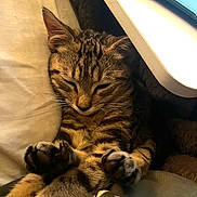 Yaeger joined the competition — help win amazing prizes! animal, cat, closeup, comfort, cozy, cute, ears, face, feline, fur, indoor, nap, paws, pet, relaxed, resting, sleeping, soft, tabby, whiskers
