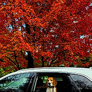 Scooby is registered to the contest to win money with this photo: animal, autumn, beagle, canine, car, colorful, daytime, dog, fall_leaves, leaves, nature, outdoor, parked_car, pet, red_leaves, scenic, seasonal, tree, vehicle, window