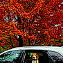 animal, autumn, beagle, canine, car, colorful, daytime, dog, fall_leaves, leaves, nature, outdoor, parked_car, pet, red_leaves, scenic, seasonal, tree, vehicle, window