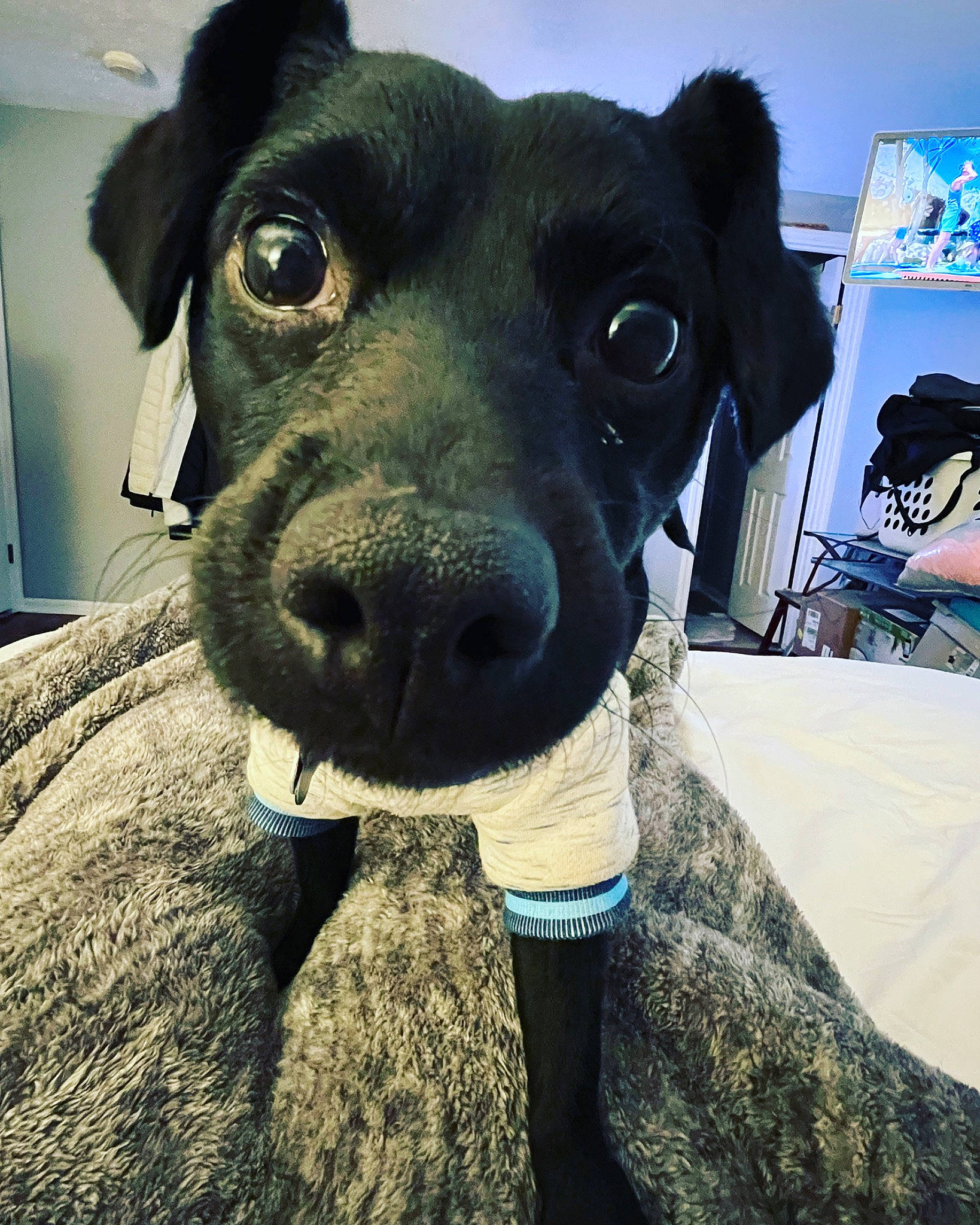 Bentley is registered to the contest to win money with this photo: borador, canidae, carnivore, collar, companion_dog, dog, dog_breed, dog_collar, ear, electric_blue, fawn, fur, guard_dog, jaw, pet_supply, selfie, snout, sporting_group, whiskers, working_animal