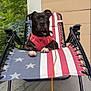 alert, american_flag_pattern, animal, black_dog, canine, daylight, dog, domestic_animal, furniture, greenery, leash, outdoor, pet, porch, reclining_chair, red_harness, relaxed, resting, summer, wooden_floor
