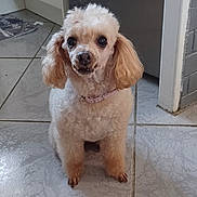 Joujou a rejoint le concours — aidez-le/la à gagner de superbes lots ! dog, poodle, pet, indoor, kitchen, floor, curly_fur, small_dog, cute, animal, canine, sitting, ears, collar, tile_floor, domestic, companion, fur, household, looking