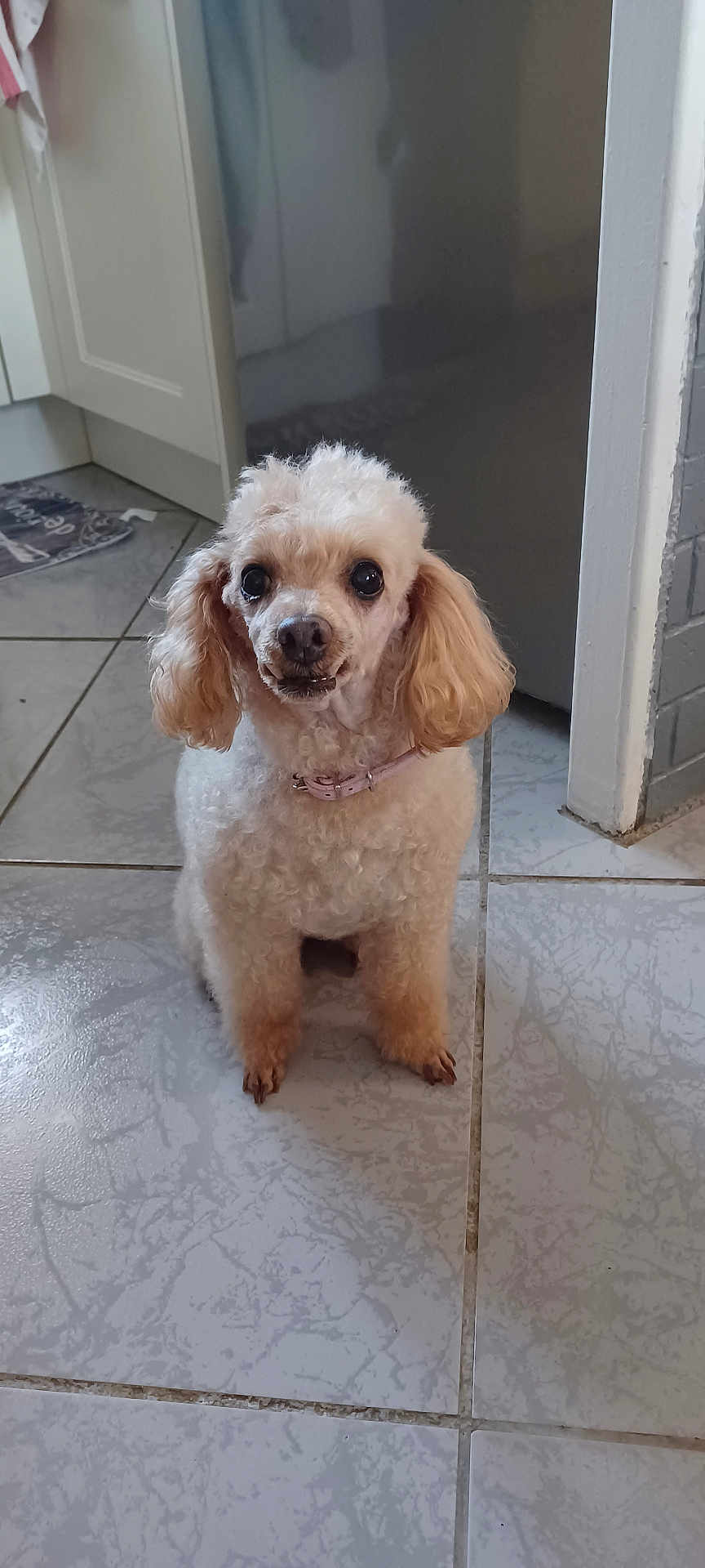 Joujou a rejoint le concours — aidez-le/la à gagner de superbes lots ! dog, poodle, pet, indoor, kitchen, floor, curly_fur, small_dog, cute, animal, canine, sitting, ears, collar, tile_floor, domestic, companion, fur, household, looking