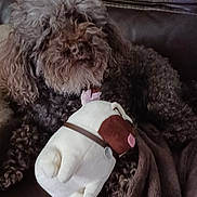 Typho a rejoint le concours — aidez-le/la à gagner de superbes lots ! dog, plush_toy, couch, blanket, curly_fur, pet, indoor, cozy, relaxed, brown, soft_toy, stuffed_animal, companion, resting, fur, animal, cute, comfort, home, domestic