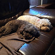 Richet participe au concours pour gagner de l'argent avec cette photo : animal, blanket, brown, companion, couch, cozy, curly_hair, cute, dog, domestic, furry, home, indoor, leather, pet, relaxing, resting, sleeping, two_dogs, white