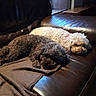animal, blanket, brown, companion, couch, cozy, curly_hair, cute, dog, domestic, furry, home, indoor, leather, pet, relaxing, resting, sleeping, two_dogs, white