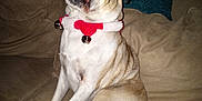 Pugsley joined the competition — help win amazing prizes! dog, pug, tongue, pet, sitting, couch, indoor, collar, red_eye, fur, paw, animal, cute, funny, tongue_out, home, pet_accessory, relaxed, face, canine
