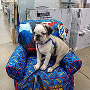 Pugsley joined the competition — help win amazing prizes! animal, blue_collar, boxes, chair, colorful, cute, dog, floor, indoor, kid_furniture, leash, packaging, pet, pug, puppy, retail, sitting, spiderman, store, toy