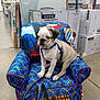 animal, blue_collar, boxes, chair, colorful, cute, dog, floor, indoor, kid_furniture, leash, packaging, pet, pug, puppy, retail, sitting, spiderman, store, toy