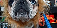 Pugsley is registered to the contest to win money with this photo: animal, blue_eye, brown_eye, canine, close_up, costume, dog, expression, funny, fur, indoor, lion_mane, pet_accessories, pet_store, retail, shopping, shopping_cart, store, toys, whiskers