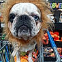 Pugsley is registered to the contest to win money with this photo: dog, costume, lion_mane, shopping_cart, store, pet_store, toys, close_up, animal, canine, funny, expression, blue_eye, brown_eye, fur, whiskers, indoor, shopping, pet_accessories, retail