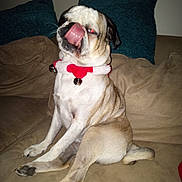 Pugsley is registered to the contest to win money with this photo: dog, pug, tongue_out, pet, couch, indoor, collar, bell, festive, animal, sitting, tan_fur, wrinkled_face, paw, cute, companion, home, furniture, relaxed, playful