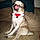 Pugsley