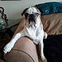 Pugsley joined the competition — help win amazing prizes! dog, pug, pet, couch, armrest, indoor, living_room, furniture, paw, animal, canine, face, ears, fur, home, relaxing, looking, brown, beige, pillow