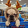 Pugsley is registered to the contest to win money with this photo: aisle, animal, blue_cart, bulldog, clothing_racks, costume, dog, expression, face, funny, fur, holiday, indoor, paws, pets, reindeer_antlers, retail, shopping, shopping_cart, store