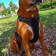 Puff a rejoint le concours — aidez-le/la à gagner de superbes lots ! animal, blue_sky, brown_dog, canine, cute, daytime, dog, flower_petals, grass, greenery, harness, leash, nature, outdoor, park, pet, sitting, spring, sunny, tree