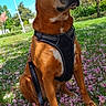animal, blue_sky, brown_dog, canine, cute, daytime, dog, flower_petals, grass, greenery, harness, leash, nature, outdoor, park, pet, sitting, spring, sunny, tree