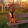 bench, building, canine, daytime, dog, flowers, grass, greenery, harness, leaves, nature, outdoor, park, pathway, pet, sitting, sky, sunlight, trees, urban