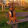 Puff participe au concours pour gagner de l'argent avec cette photo : animal, bench, building, calm, dandelions, daytime, dog, grass, harness, leafy, nature, outdoor, park, path, pet, scenery, sitting, sunlight, trees, urban