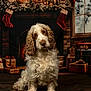 dog, curly_fur, christmas, fireplace, stockings, wreath, candles, presents, gift_wrapping, holiday_decor, cozy, indoor, window, curtains, brown_fur, white_fur, sitting, pet, festive, warm_lighting