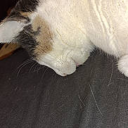 Kali Nine-Squire joined the competition — help win amazing prizes! animal, brown_fur, cat, close_up, domestic_cat, feline, fur, indoor, lying_down, mammal, peaceful, pet, quiet, relaxation, rest, side_view, sleeping, soft_texture, whiskers, white_fur