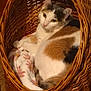 Kali Nine-Squire is registered to the contest to win money with this photo: animal, basket, blanket, calico_cat, cat, comfort, cozy, cute, domestic_cat, feline, floral_pattern, fur, home, indoor, looking_at_camera, pet, relaxed, resting, wicker_basket, wooden_floor