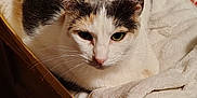 Kali Nine-Squire is registered to the contest to win money with this photo: animal, blanket, calico_cat, cardboard_box, cat, clutter, cozy, ears, eyes, face, feline, fur, household_items, indoor, nose, pet, resting, soft_texture, whiskers, wooden_surface