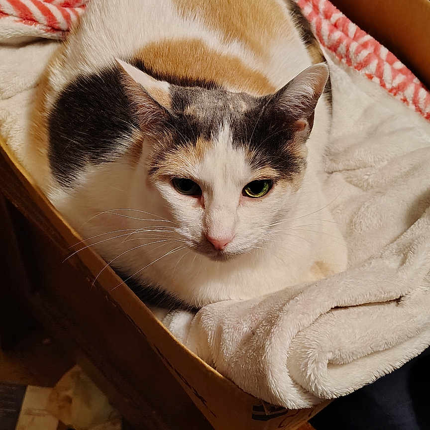 Kali Nine-Squire is registered to the contest to win money with this photo: animal, blanket, calico_cat, cardboard_box, cat, clutter, cozy, ears, eyes, face, feline, fur, household_items, indoor, nose, pet, resting, soft_texture, whiskers, wooden_surface