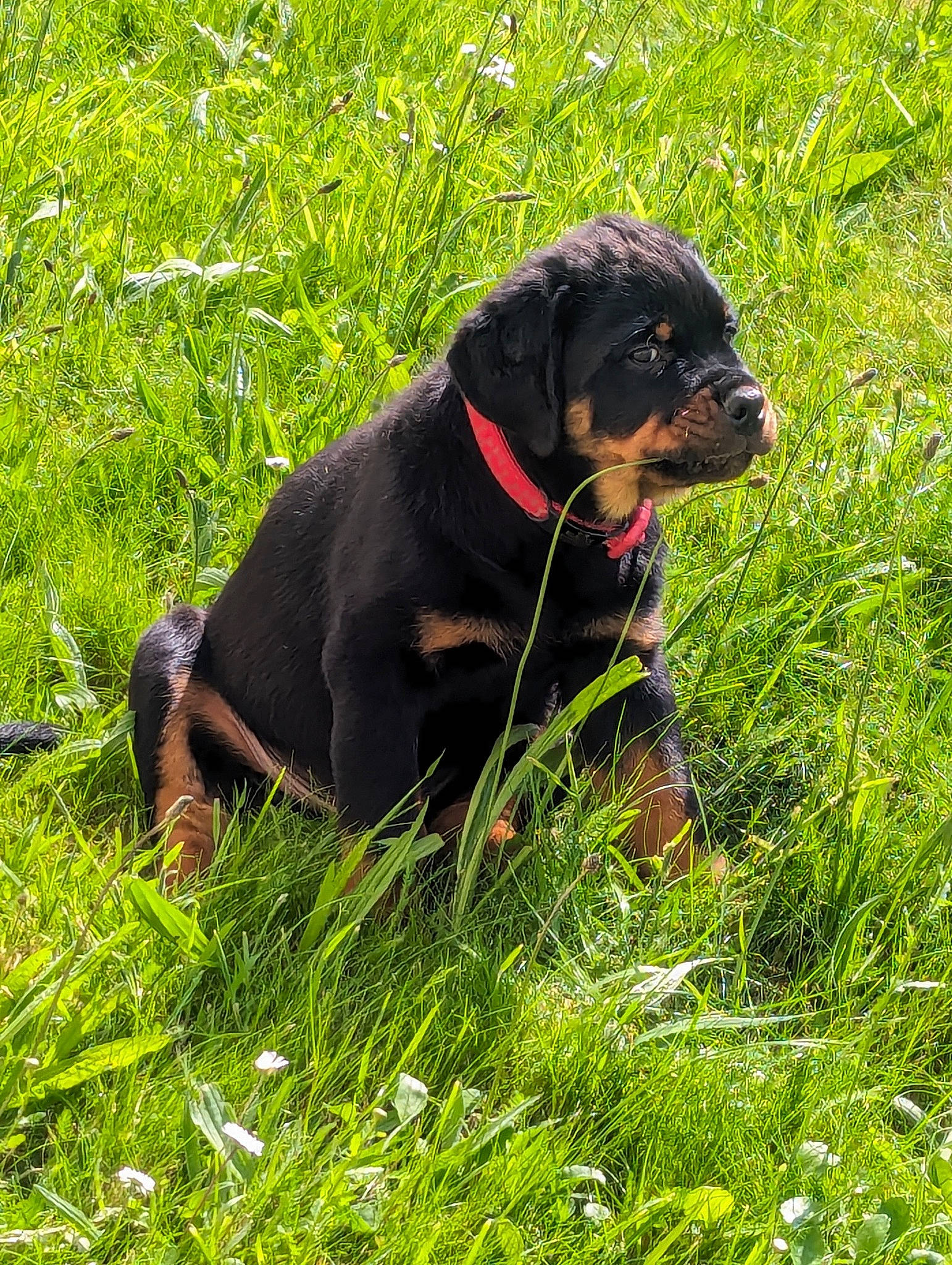 Walter is registered to the contest to win money with this photo: canidae, carnivore, collar, companion_dog, dog, dog_breed, dog_collar, dog_supply, electric_blue, grass, grassland, groundcover, liver, pet_supply, plant, snout, sporting_group, tail, terrestrial_animal, working_animal