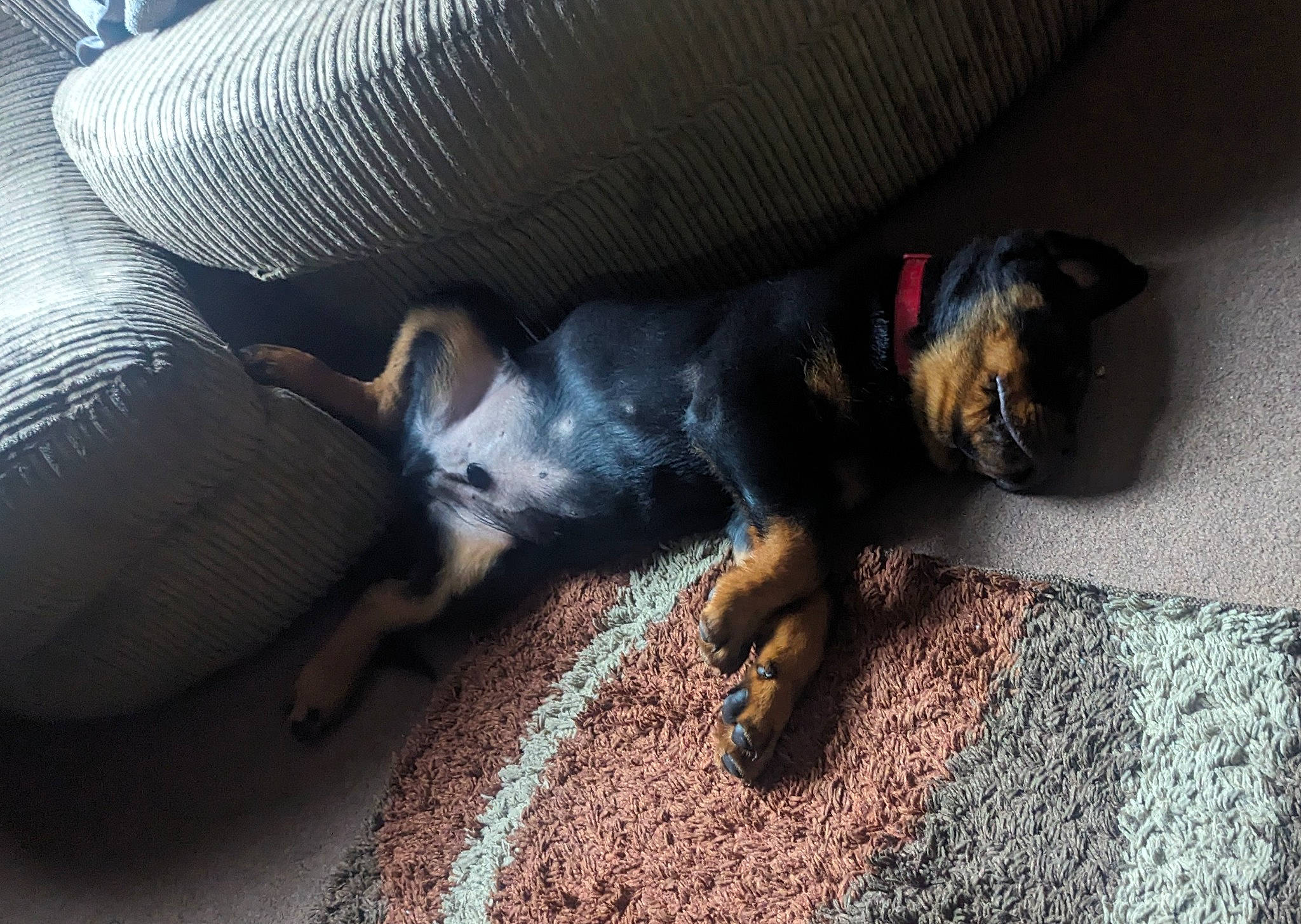 Walter joined the competition — help win amazing prizes! canidae, carnivore, claw, comfort, companion_dog, dog, dog_breed, fawn, flooring, fur, grey, paw, snout, sporting_group, tail, terrestrial_animal, toy_dog, working_animal, working_dog