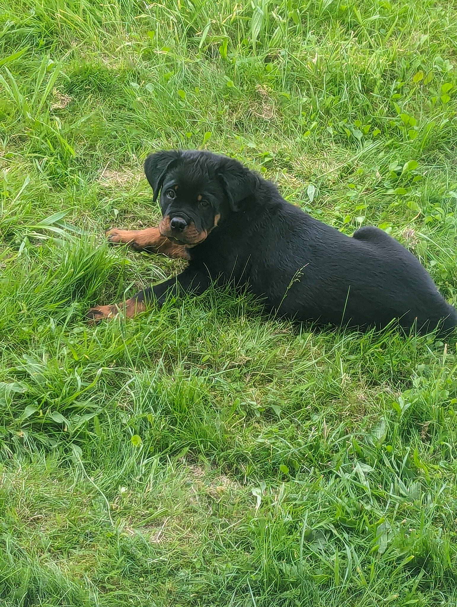 Walter is registered to the contest to win money with this photo: canidae, carnivore, companion_dog, dog, dog_breed, grass, grassland, groundcover, guard_dog, hierochloe, hunting_dog, plant, prairie, snout, sporting_group, tail, terrestrial_animal, wildlife, working_animal, working_dog