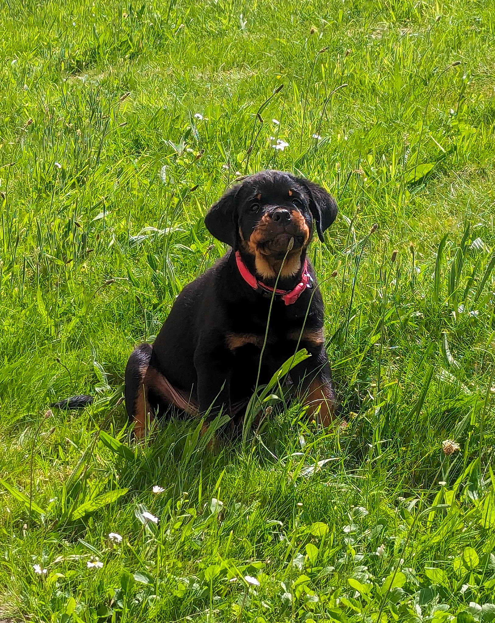 Walter is registered to the contest to win money with this photo: carnivore, collar, companion_dog, dog, dog_breed, dog_collar, fashion_accessory, field, grass, grassland, groundcover, gun_dog, hat, liver, meadow, pasture, plant, prairie, shrub, working_animal