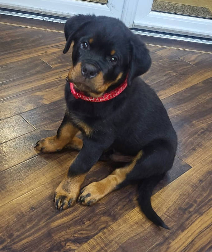 Walter is registered to the contest to win money with this photo: borador, carnivore, collar, companion_dog, dog, dog_breed, dog_collar, flooring, guard_dog, hardwood, laminate_flooring, molosser, plank, rottweiler, tail, wood, wood_flooring, wood_stain, working_animal, working_dog