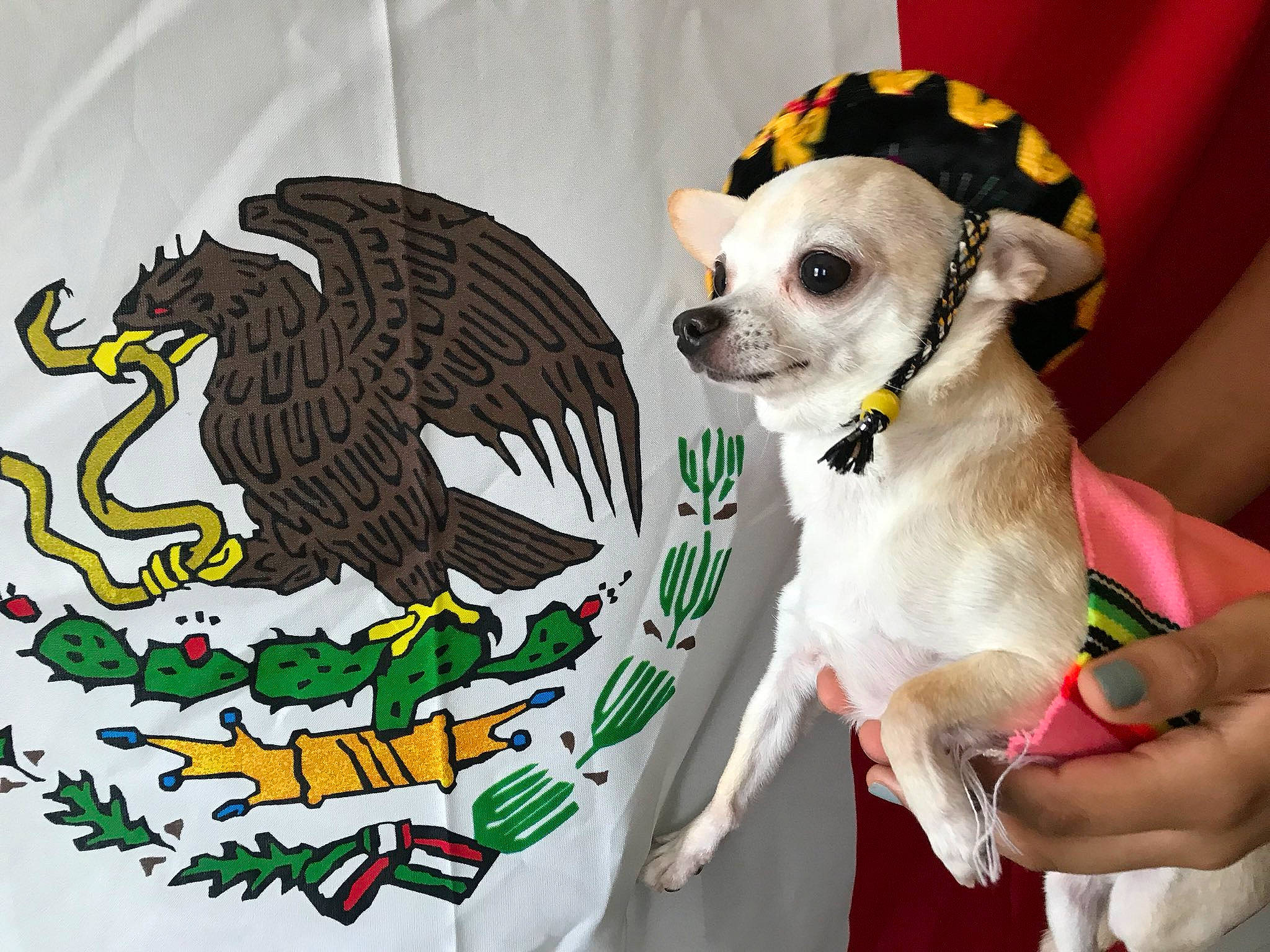 Canelo is registered to the contest to win money with this photo: canidae, carnivore, chihuahua, dog, dog_breed, dog_clothes, non_sporting_group, puppy, t_shirt, toy_dog