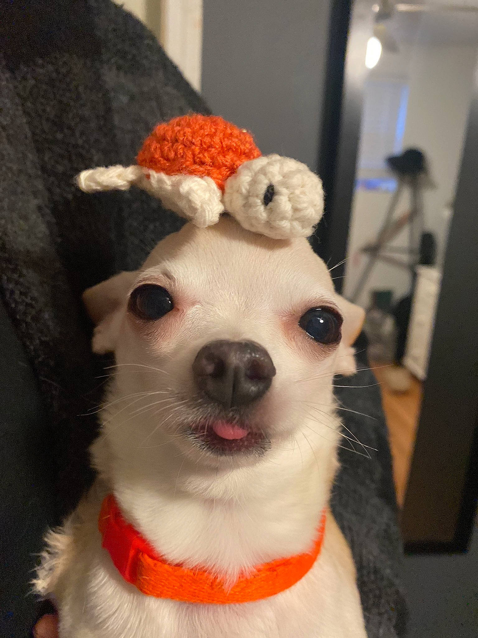 Canelo joined the competition — help win amazing prizes! canidae, carnivore, companion_dog, dog, dog_breed, ear, fawn, fur, nose, puppy, rat_terrier, russell_terrier, snout, whiskers