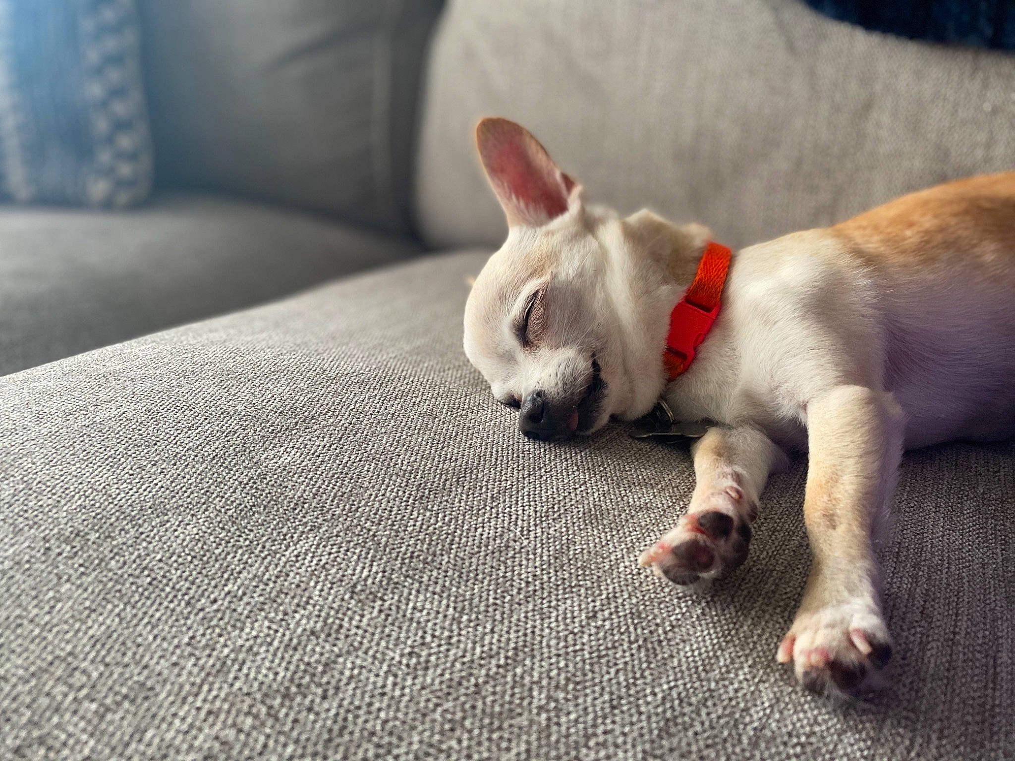 Canelo is registered to the contest to win money with this photo: canidae, carnivore, companion_dog, dog, dog_breed, fawn, french_bulldog, mammal, nap, non_sporting_group, paw, puppy, puppy_love, snout, toy_bulldog, vertebrate