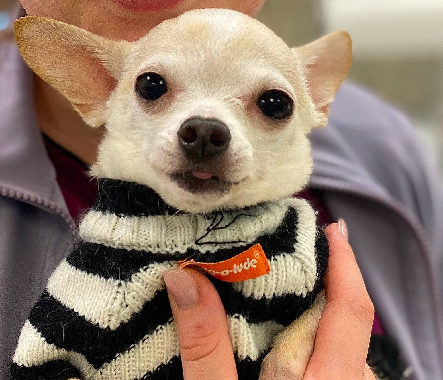 Canelo joined the competition — help win amazing prizes! canidae, carnivore, chihuahua, companion_dog, corgi_chihuahua, dog, dog_breed, dog_clothes, ear, eye, head, mammal, nose, outerwear, puppy, snout, sporting_group, toy_dog, vertebrate, whiskers