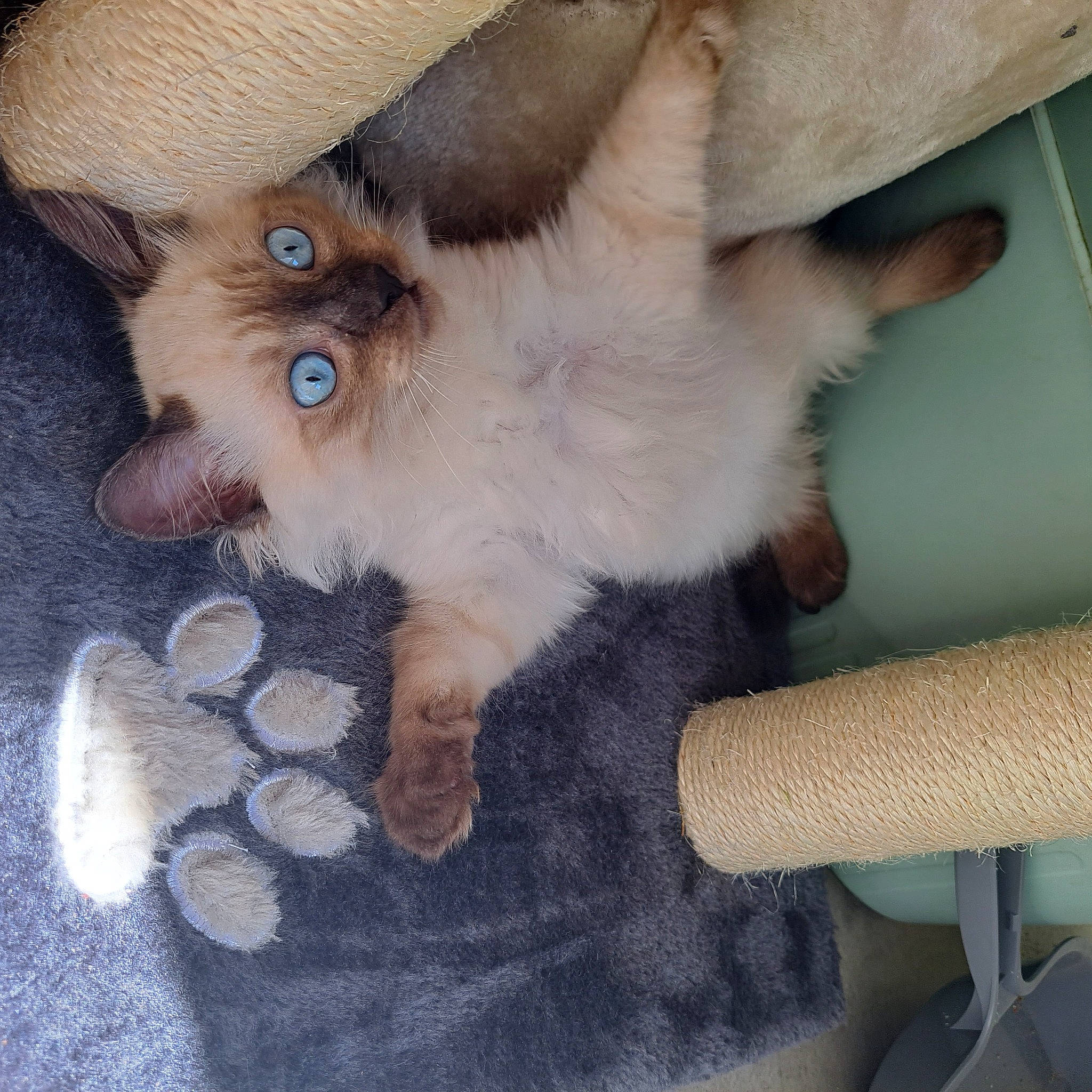 Bala participe au concours pour gagner de l'argent avec cette photo : canidae, carnivore, cat, claw, companion_dog, dog_breed, ear, eyelash, fawn, felidae, flooring, fur, paw, small_to_medium_sized_cats, snout, sporting_group, tail, whiskers, working_animal, wrinkle