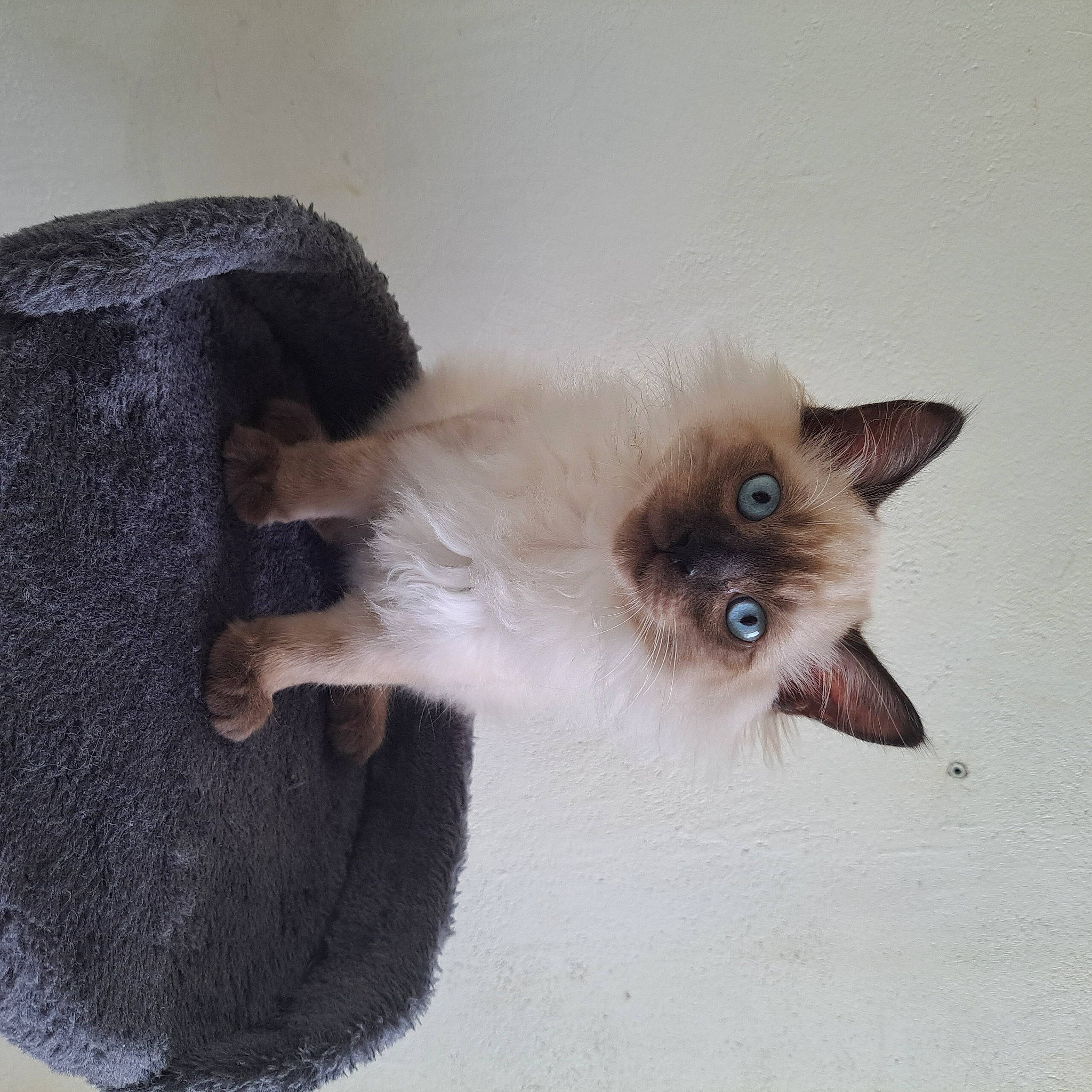 Bala a rejoint le concours — aidez-le/la à gagner de superbes lots ! balinese, birman, carnivore, cat, fawn, felidae, fur, paw, siamese, small_to_medium_sized_cats, snout, tail, thai, whiskers